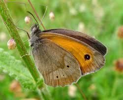 Attēlu rezultāti vaicājumam “Maniola jurtina male”