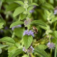 Attēlu rezultāti vaicājumam “Mentha arvensis flower”