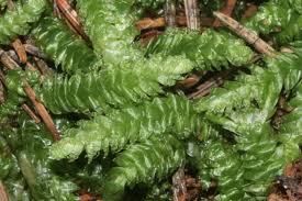 Attēlu rezultāti vaicājumam “Plagiothecium sp.”