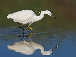 Image result for Egretta garzetta