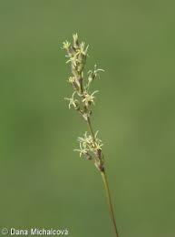Attēlu rezultāti vaicājumam “Silene otites fruit”
