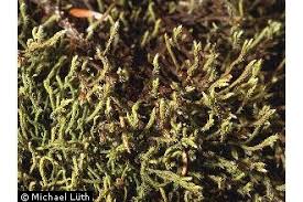 Attēlu rezultāti vaicājumam “Hedwigia ciliata sporophyte”