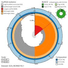 Attēlu rezultāti vaicājumam “Clivina fossor”