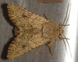 Attēlu rezultāti vaicājumam “Hadula trifolii”