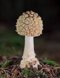 Attēlu rezultāti vaicājumam “Amanita regalis”