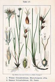 Attēlu rezultāti vaicājumam “Rhynchospora alba”