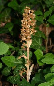 Attēlu rezultāti vaicājumam “Neottia nidus-avis bud”