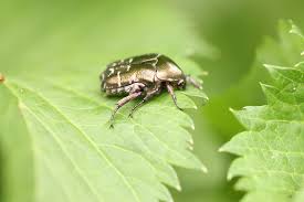 Attēlu rezultāti vaicājumam “Potosia cuprea”