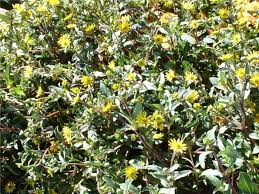 Image result for Sanvitalia procumbens