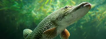 Image result for vissen