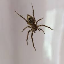 Attēlu rezultāti vaicājumam “Anyphaena accentuata”