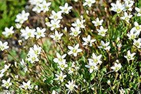 Attēlu rezultāti vaicājumam “Arenaria serpyllifolia flower”