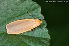 Attēlu rezultāti vaicājumam “Eilema depressa”