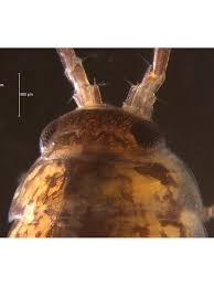 Attēlu rezultāti vaicājumam “Ligidium hypnorum”