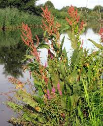 Attēlu rezultāti vaicājumam “Rumex hydrolapathum fruit”