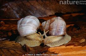 Attēlu rezultāti vaicājumam “Helix pomatia”