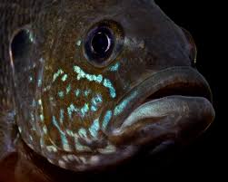 Image result for Lepomis cyanellus