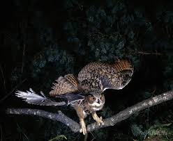 Attēlu rezultāti vaicājumam “Bubo bubo adult”