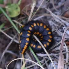 Attēlu rezultāti vaicājumam “Cucullia lucifuga”