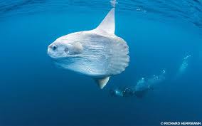 Image result for Mola mola