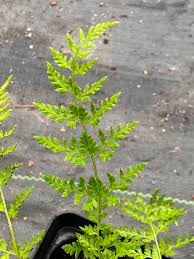 Attēlu rezultāti vaicājumam “Cystopteris fragilis”