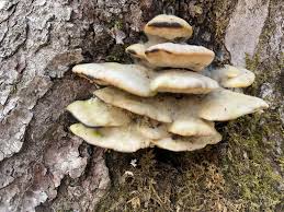 Attēlu rezultāti vaicājumam “Oxyporus”