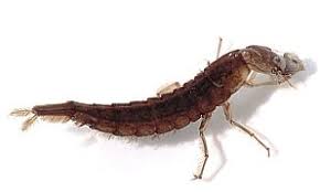 Attēlu rezultāti vaicājumam “Dytiscus sp. larva”