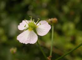 Attēlu rezultāti vaicājumam “Alisma plantago-aquatica flower”