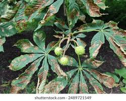 Attēlu rezultāti vaicājumam “Cameraria ohridella”