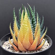 Image result for Haworthia