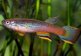 Image result for Aphyosemion