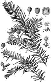 Attēlu rezultāti vaicājumam “Taxus baccata male flower”