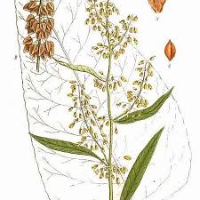 Attēlu rezultāti vaicājumam “Rumex aquaticus bud”