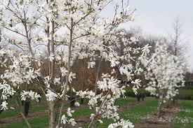 Attēlu rezultāti vaicājumam “Magnolia x loebneri”