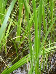 Image result for Acorus calamus