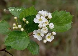 Attēlu rezultāti vaicājumam “Crataegus macracantha flower”