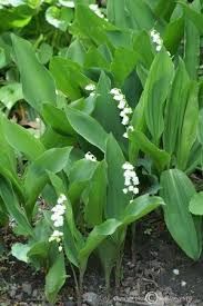 Attēlu rezultāti vaicājumam “Convallaria majalis bud”