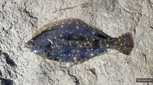 Image result for Parophrys vetulus