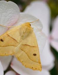 Attēlu rezultāti vaicājumam “Crocallis elinguaria imago”