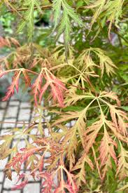 Attēlu rezultāti vaicājumam “Acer pseudosieboldianum”