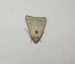 Attēlu rezultāti vaicājumam “Mythimna sp.”