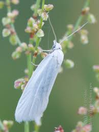 Attēlu rezultāti vaicājumam “Eana argentana”