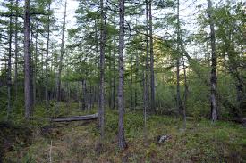 Attēlu rezultāti vaicājumam “Cladopodiella francisci macro”