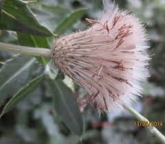 Attēlu rezultāti vaicājumam “Cirsium acaule fruit”