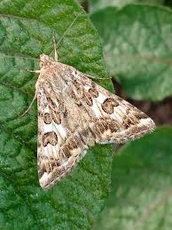 Attēlu rezultāti vaicājumam “Protoschinia scutosa”