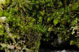 Attēlu rezultāti vaicājumam “Cephaloziella elachista macro”