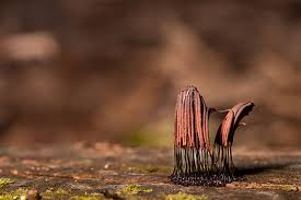 Attēlu rezultāti vaicājumam “Stemonitis splendens macro”