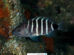 Image result for Hyporthodus quernus