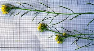 Attēlu rezultāti vaicājumam “Sisymbrium volgense flower”