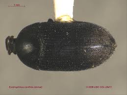 Attēlu rezultāti vaicājumam “Tetratomidae”